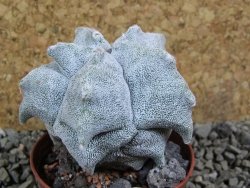 Asrophytum coahuilense Hakuran pot 7 cm - 12393104