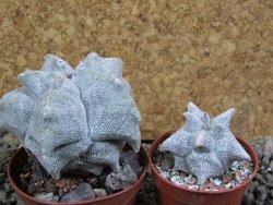Asrophytum coahuilense Hakuran pot 7 cm - 12393105