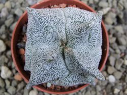 Asrophytum coahuilense Hakuran quadricostatum pot 5,5 cm - 12393119
