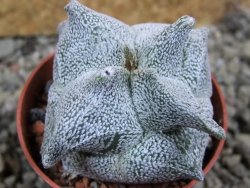 Asrophytum coahuilense Hakuran quadricostatum pot 5,5 cm - 12393120