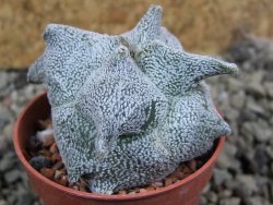 Asrophytum coahuilense Hakuran quadricostatum pot 5,5 cm - 12393121
