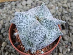Asrophytum coahuilense Hakuran quadricostatum pot 5,5 cm - 12393122