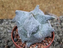 Asrophytum coahuilense Hakuran quadricostatum pot 5,5 cm - 12393123