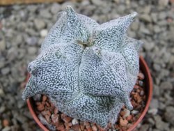 Asrophytum coahuilense Hakuran quadricostatum pot 5,5 cm - 12393124