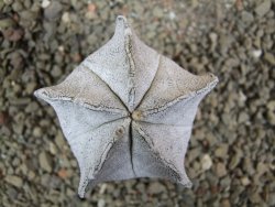 Astrophytum coahuilense snow (Super Coahuilense), pot 5,5 cm - 12393145