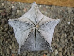 Astrophytum coahuilense snow (Super Coahuilense), pot 5,5 cm - 12393146