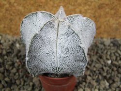 Astrophytum coahuilense snow (Super Coahuilense), pot 5,5 cm - 12393148