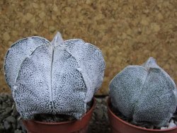 Astrophytum coahuilense snow (Super Coahuilense), pot 5,5 cm - 12393152