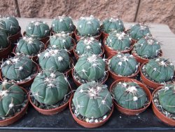 Echinocactus horizonthalonius Tula, Tam. květináč 5,5 cm - 12415575