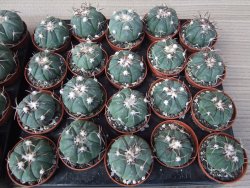 Echinocactus horizonthalonius Tula, Tam. květináč 5,5 cm - 12415576