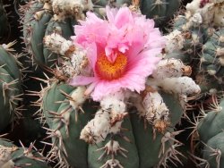Echinocactus horizonthalonius Tula, Tam. květináč 5,5 cm - 12415578