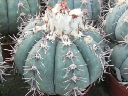 Echinocactus horizonthalonius Tula, Tam. květináč 5,5 cm - 12415580