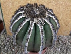 Uebelmannia pectinifera, pot 8,5 cm Roubovaná - 12393194