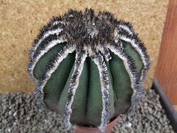 Uebelmannia pectinifera, pot 8,5 cm Roubovaná - 12393195
