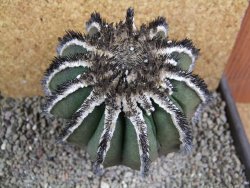 Uebelmannia pectinifera, pot 8,5 cm Roubovaná - 12393196