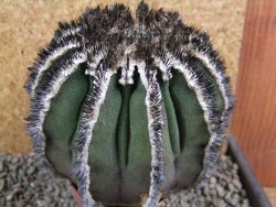 Uebelmannia pectinifera, pot 8,5 cm Roubovaná