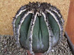 Uebelmannia pectinifera, pot 8,5 cm Roubovaná - 12393200