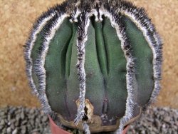 Uebelmannia pectinifera, pot 8,5 cm Roubovaná - 12393201