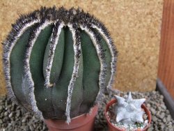 Uebelmannia pectinifera, pot 8,5 cm Roubovaná - 12393202