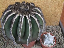 Uebelmannia pectinifera, pot 8,5 cm Roubovaná - 12393203
