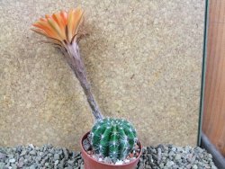Echinopsis hybrid pot 7 cm - 12393211