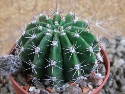Echinopsis hybrid pot 7 cm - 12393213