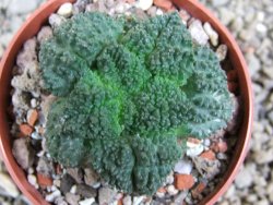Ariocarpus Godzila pot 6,5 cm - 12393266