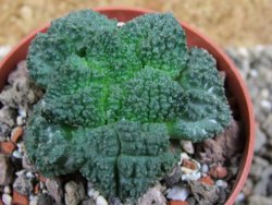 Ariocarpus Godzila pot 6,5 cm