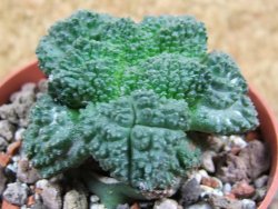 Ariocarpus Godzila pot 6,5 cm - 12393268