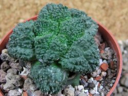 Ariocarpus Godzila pot 6,5 cm - 12393269