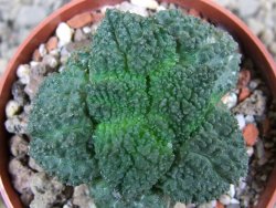 Ariocarpus Godzila pot 6,5 cm - 12393270