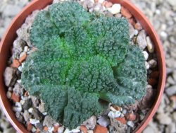 Ariocarpus Godzila pot 6,5 cm - 12393271