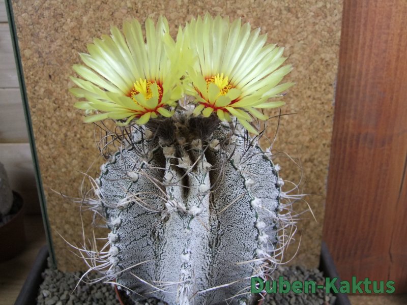 Astrophytum capricorne major XXL, pot 13 cm V14 cm