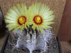 Astrophytum capricorne major XXL, pot 13 cm V14 cm - 12393313