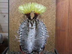 Astrophytum capricorne major XXL, pot 13 cm V14 cm - 12393314