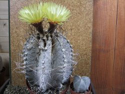 Astrophytum capricorne major XXL, pot 13 cm V14 cm - 12393315