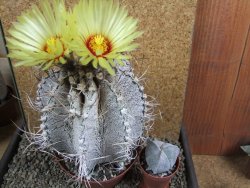 Astrophytum capricorne major XXL, pot 13 cm V14 cm - 12393316