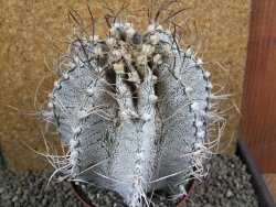 Astrophytum capricorne major XXL, pot 13 cm V14 cm - 12393317