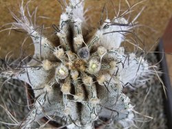 Astrophytum capricorne major XXL, pot 13 cm V14 cm - 12393318