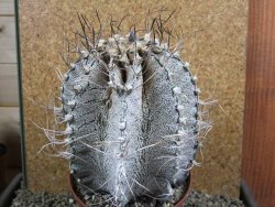 Astrophytum capricorne major XXL, pot 13 cm V14 cm - 12393319