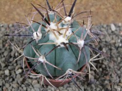 Echinocactus horizonthalonius El Pilar, pot 7 cm - 12393337