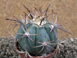 Echinocactus horizonthalonius El Pilar, pot 7 cm - 12393339