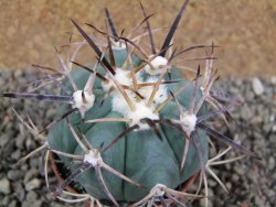 Echinocactus horizonthalonius El Pilar, pot 7 cm - 12393340
