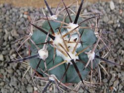 Echinocactus horizonthalonius El Pilar, pot 7 cm - 12393341