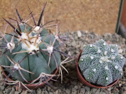Echinocactus horizonthalonius El Pilar, pot 7 cm - 12393342