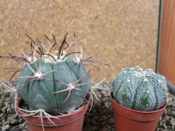 Echinocactus horizonthalonius El Pilar, pot 7 cm - 12393343