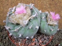Lophophora fricii pot 11 cm