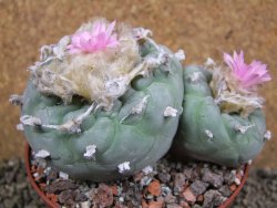 Lophophora fricii pot 11 cm - 12393373