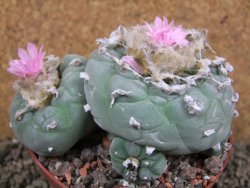 Lophophora fricii pot 11 cm - 12393375