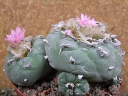Lophophora fricii pot 11 cm - 12393376